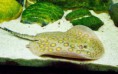 /album/peces-en-stock/potamotrygon-hystrix-sting-ray-common-jpg1/